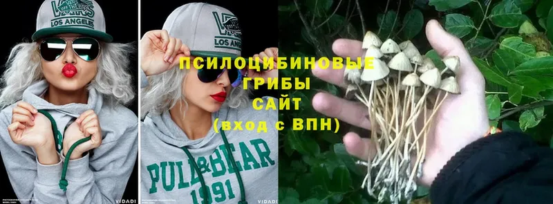 купить наркотики сайты  Богданович  Галлюциногенные грибы Magic Shrooms 